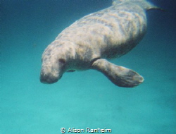 Manatee, very cute, old picture! by Alison Ranheim 